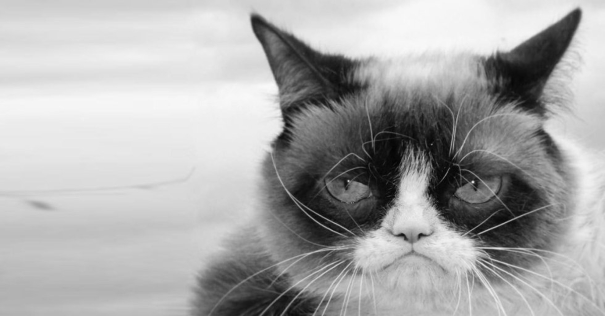 Grumpy Cat passed away